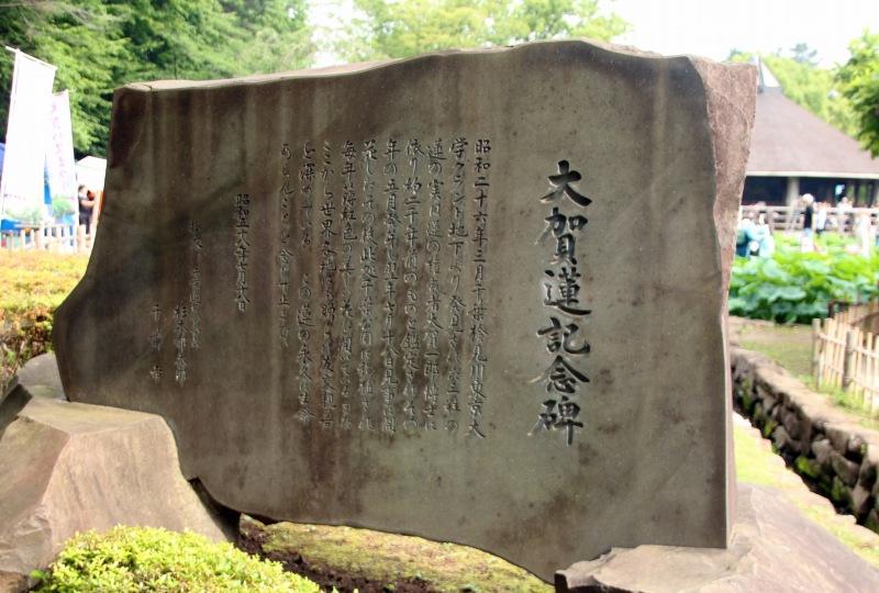 千葉公園 大賀蓮 2000年前の古代ハス 神秘的な美しさ -四季旅遊の館